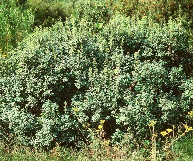 Vaccinium uliginosum