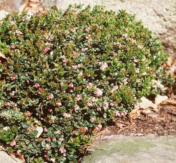 Vaccinium vitis-idaea