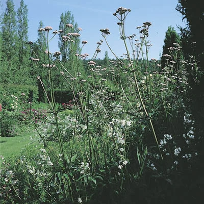 Valeriana officinalis