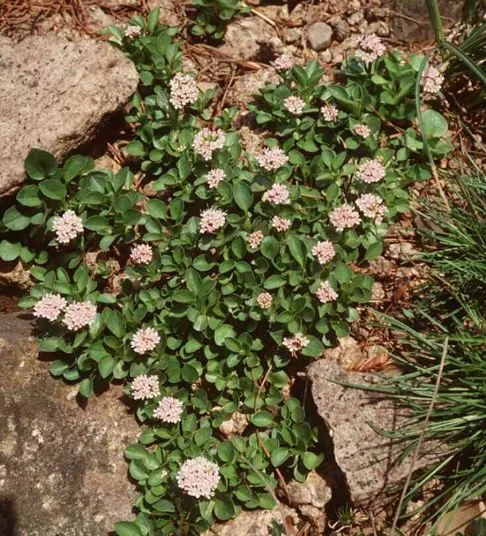 Valeriana supina