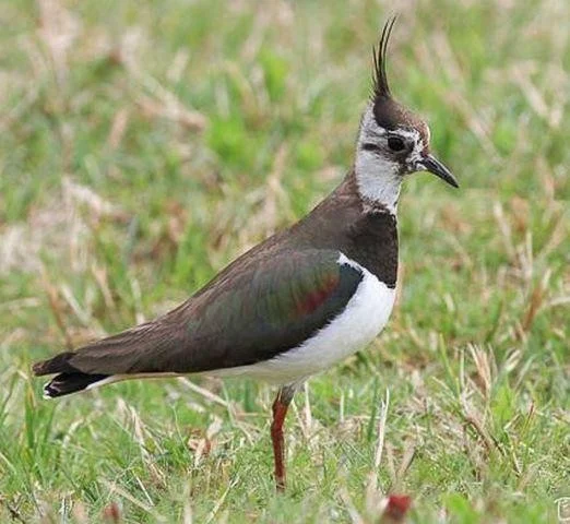 Vanellus vanellus