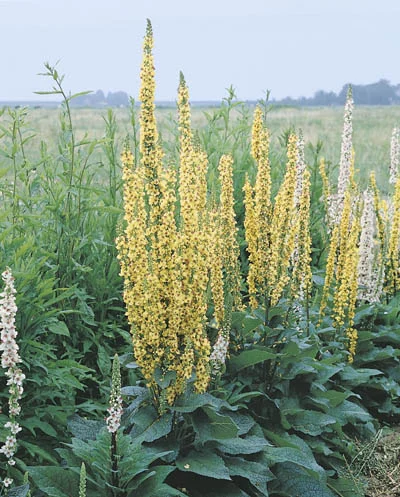 Verbascum chaixii