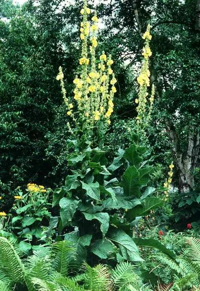 Verbascum densiflorum