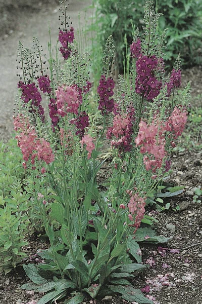 Verbascum phoeniceum