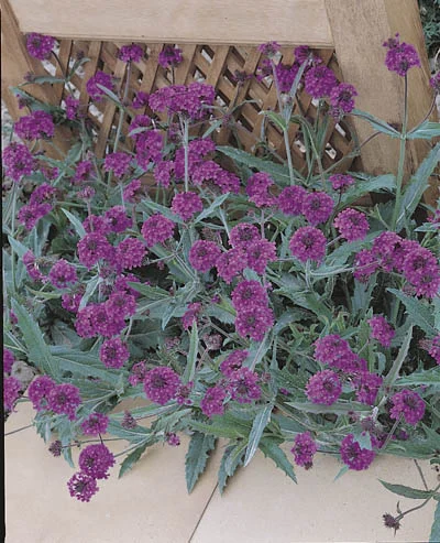 Verbena venosa