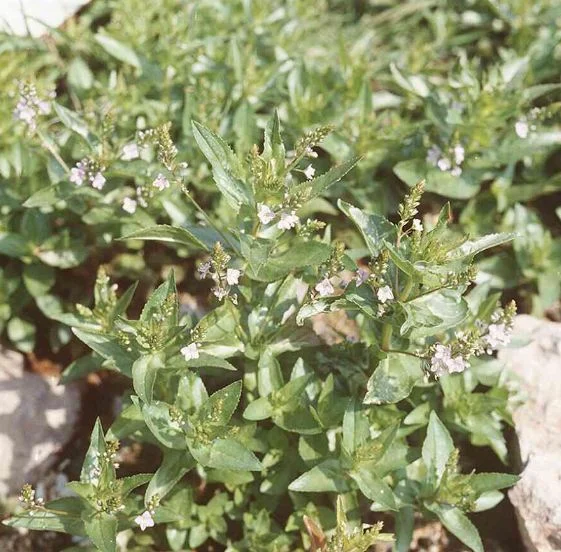 Veronica anagallis-aquatica