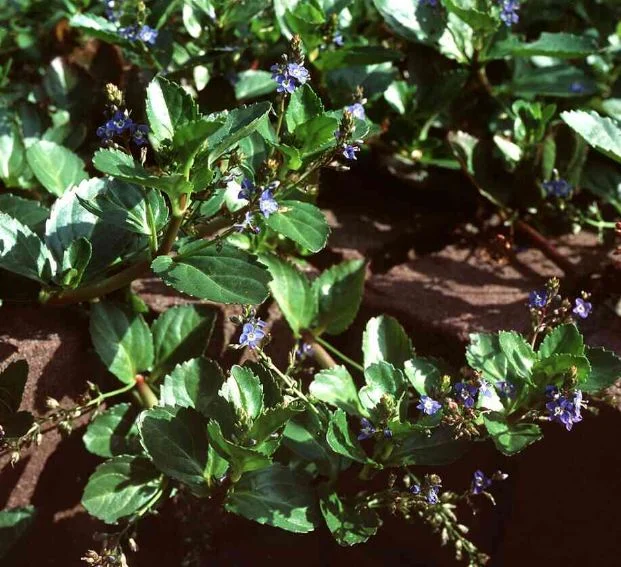 Veronica beccabunga