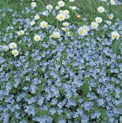 Veronica filiformis