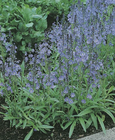 Veronica gentianoides