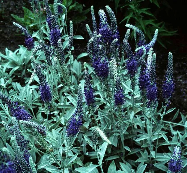 Veronica incana
