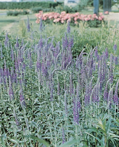 Veronica longifolia