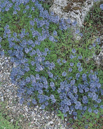 Veronica prostrata