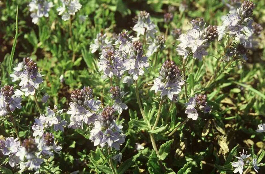 Veronica rupestris