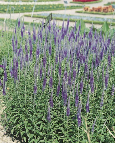 Veronica spicata