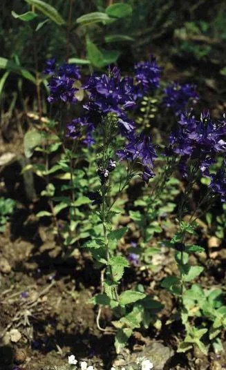 Veronica teucrium