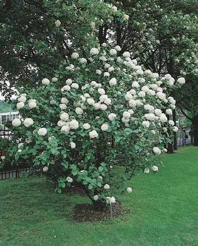 Viburnum carlesii