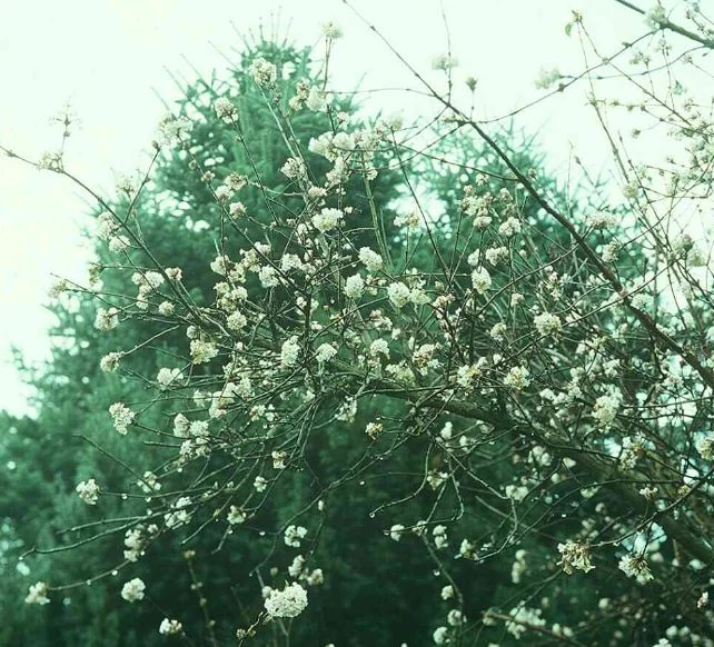 Viburnum farreri