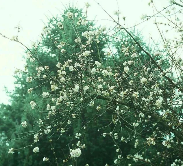 Viburnum fragrans