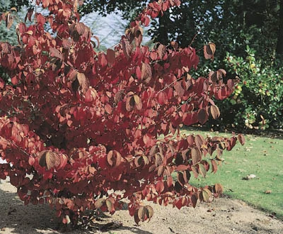 Viburnum plicatum