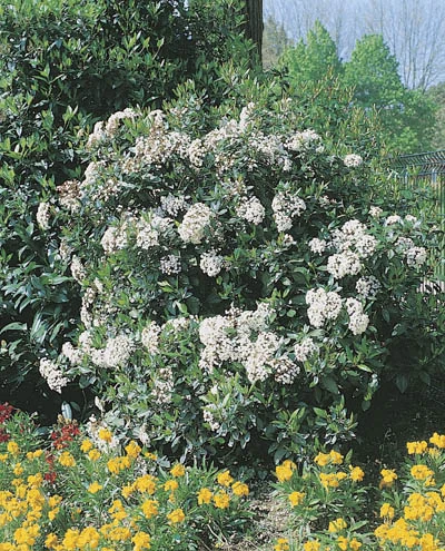 Viburnum tinus