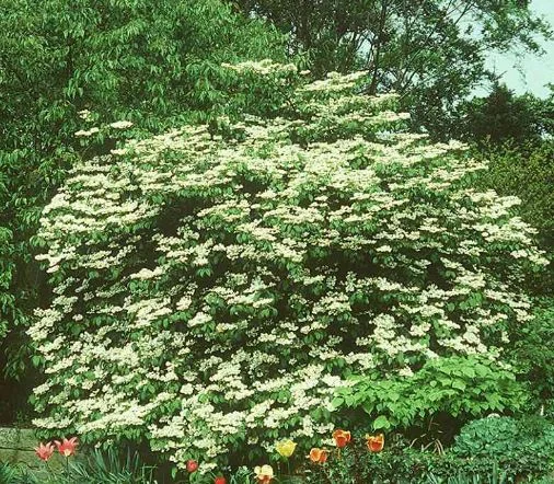 Viburnum tomentosum