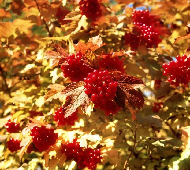 Viburnum trilobum