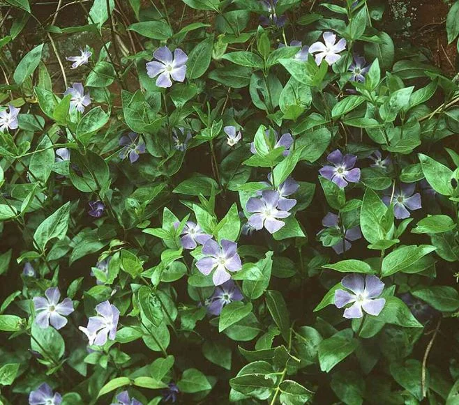 Vinca major