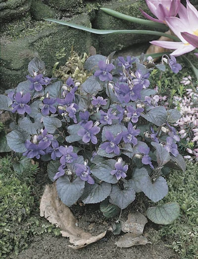 Viola labradorica