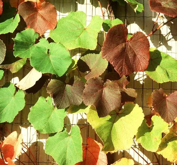 Vitis labrusca