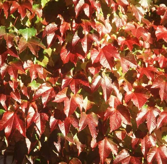 Vitis veitchii