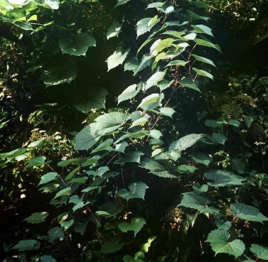 Vitis vulpina
