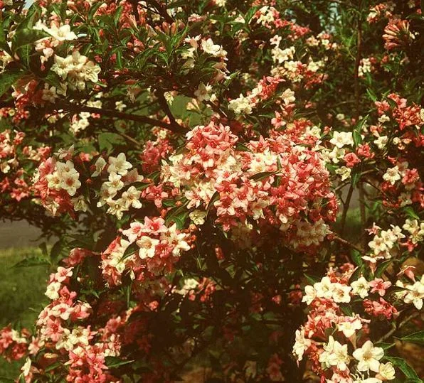 Weigela florida