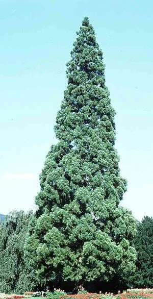 Wellingtonia gigantea