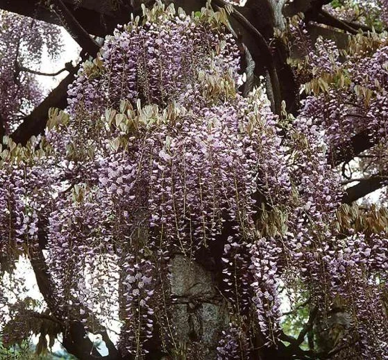 Wisteria brachybotrys
