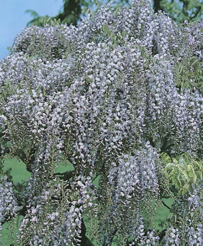 Wisteria floribunda