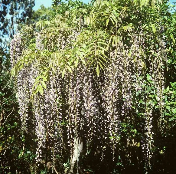 Wisteria multijuga