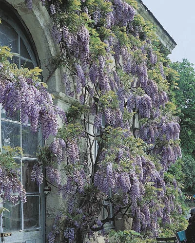 Wisteria sinensis
