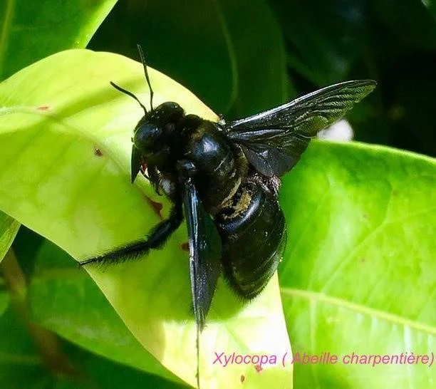 Xylocopa