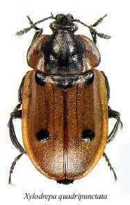 Xylodrepa quadripunctata