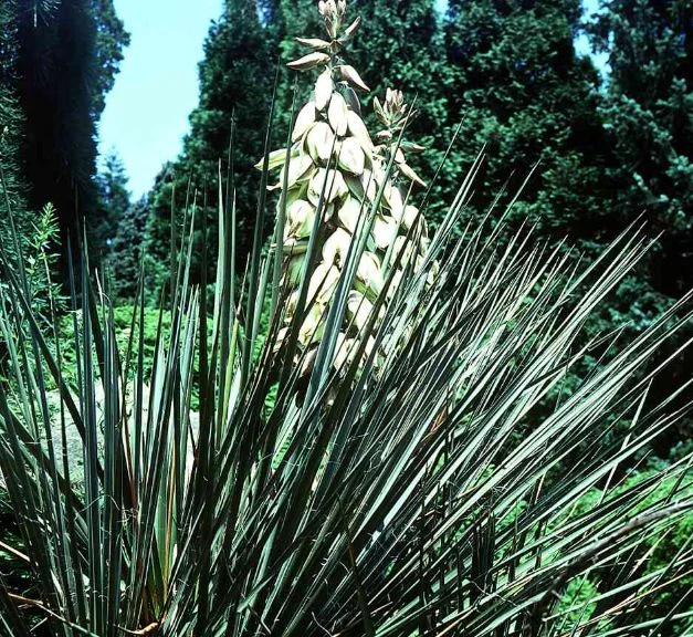 Yucca angustifolia