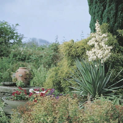 Yucca filamentosa