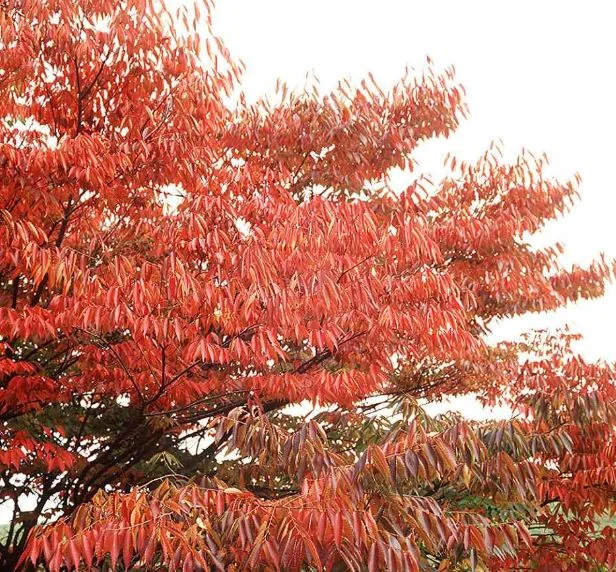 Zelkova keaki