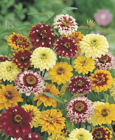 Zinnia angustifolia