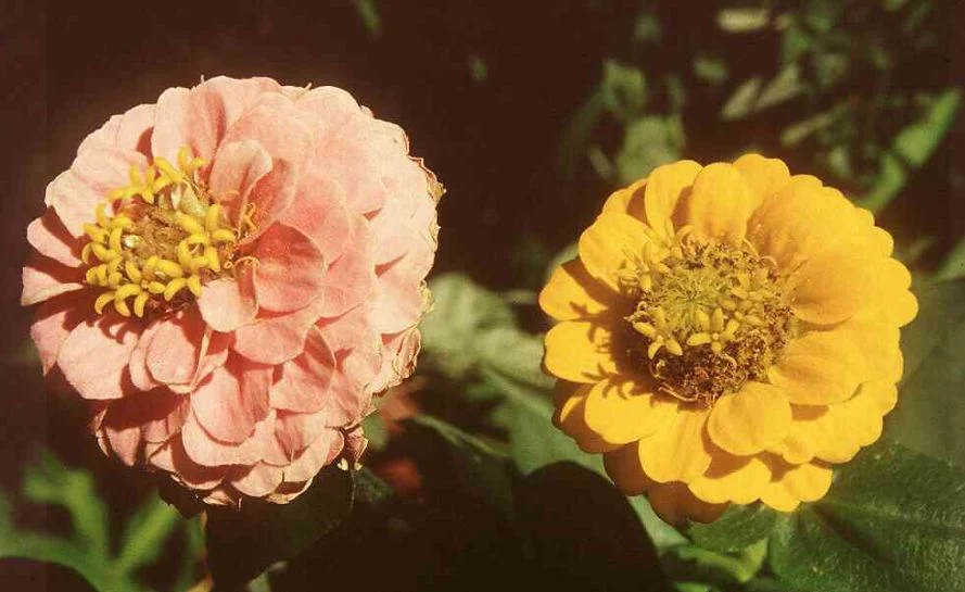 Zinnia elegans