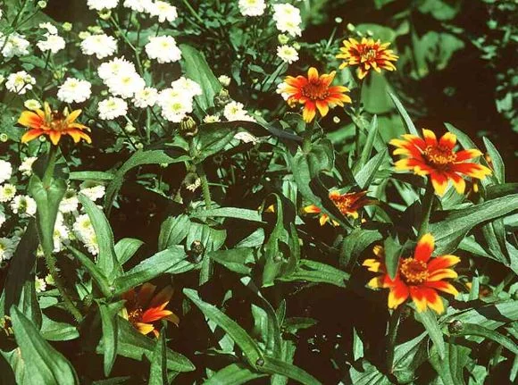 Zinnia haageana