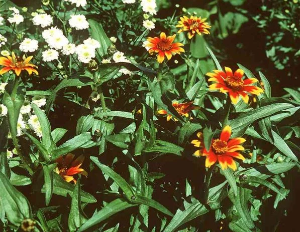 Zinnia mexicana