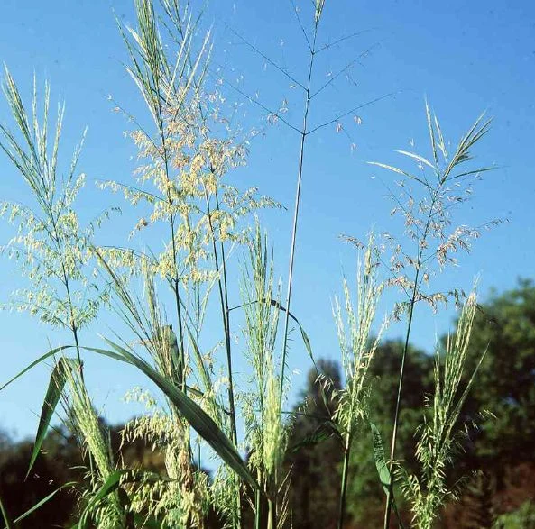 Zizania aquatica