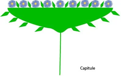 Capitule