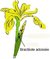 adossé