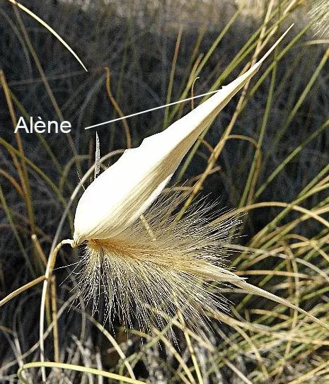 alène